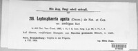 Leptosphaeria agnita image